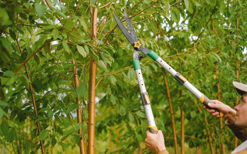 Tree trimming in Sumerco, WV